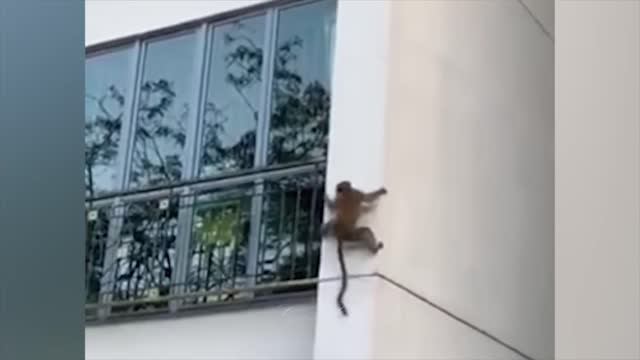 funny monkey | Cute And Funny Pets