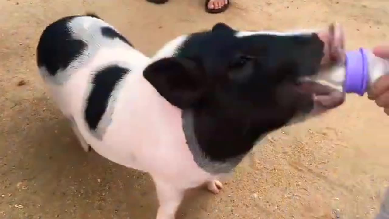 animal children and piggy 🐷