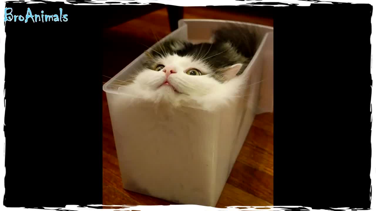 cats are very funny