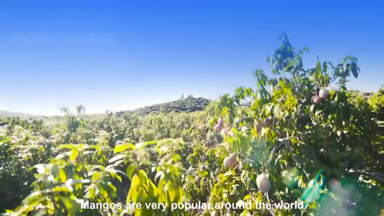 How to Harvest Mango fruit and Processing - Awesome Mango Juice Processing - Mango Farm