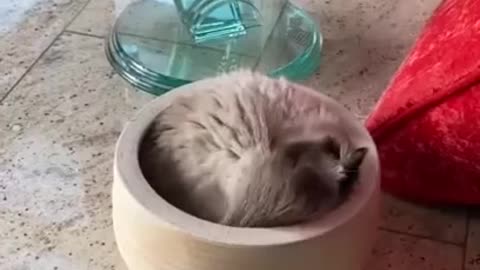 A cat is a liquid