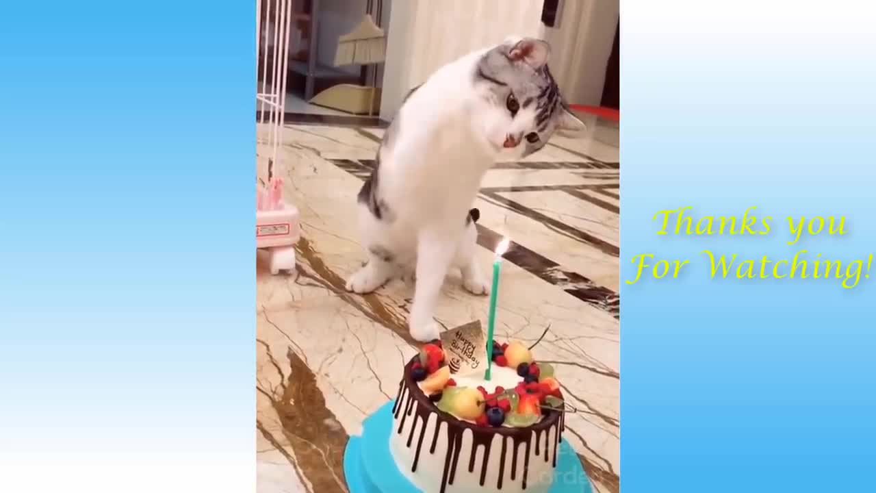 Funny Cats video : Don't try stop laughing