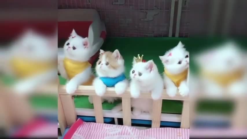 Baby cats - cute and funny cats videos 😘😘🤓🤓😂😂🤣😅