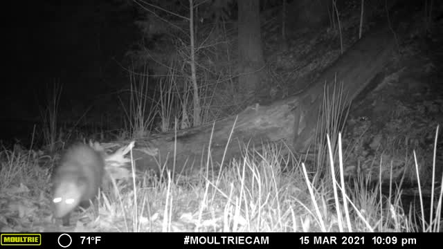 Opossum Incredible Tail!