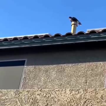 Hawk on my house