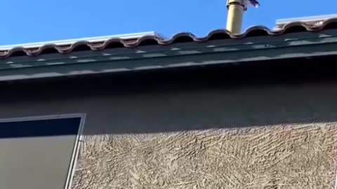 Hawk on my house