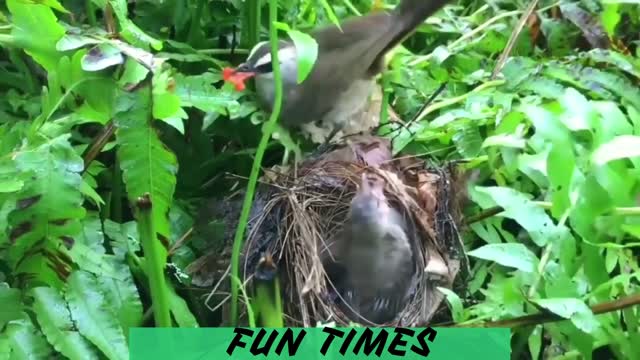 A bird is feeding her children.