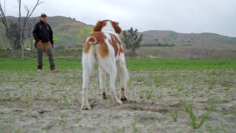 HUNTING WITH BRITTANY DOGS