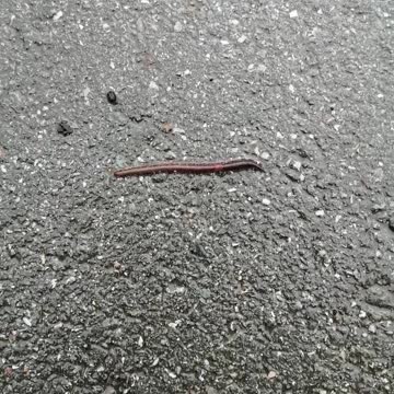 Earthworm creeps on the ground.