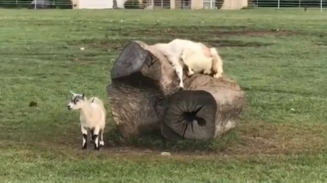 Funny Dogs 2021
