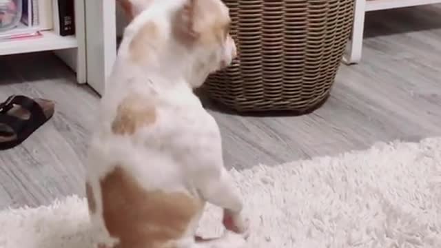 Itchy dog "dances" along to the music