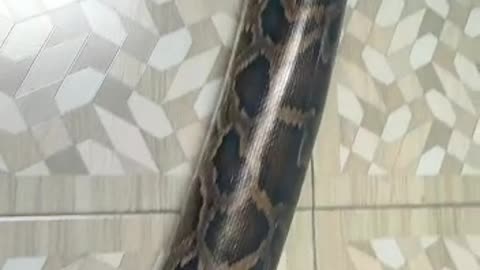 A 3-meter long snake raised at home as a pet