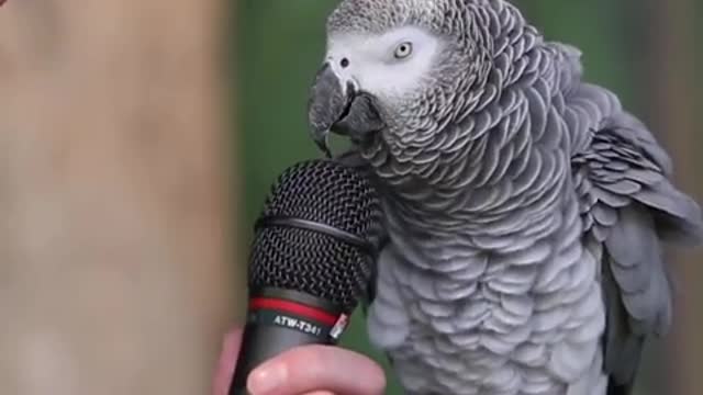 Talking parrot sing funny song