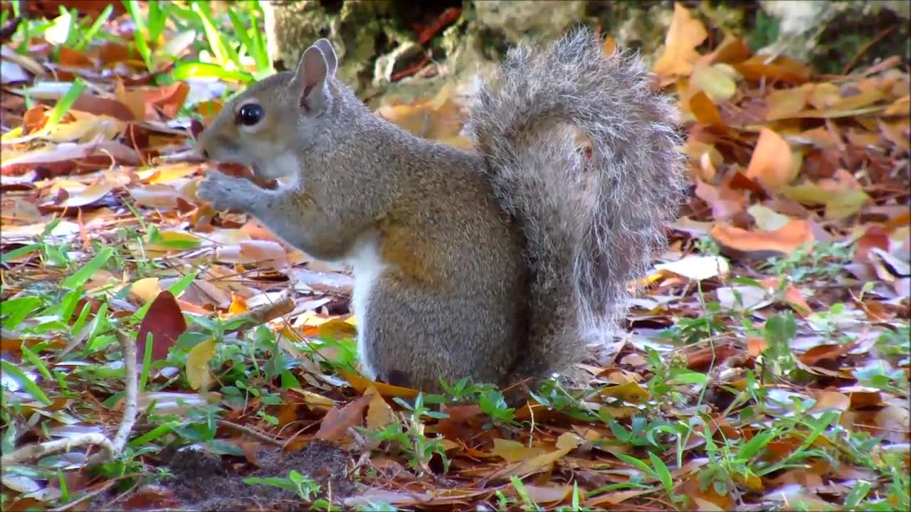 Meditation Practice - Squirrel