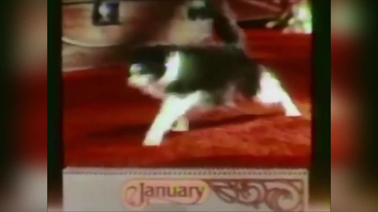 Calendar Cat Chow Chow Chow