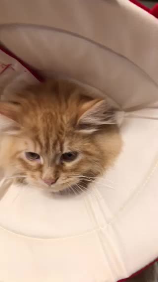 Carson H. He just got back from being neutered