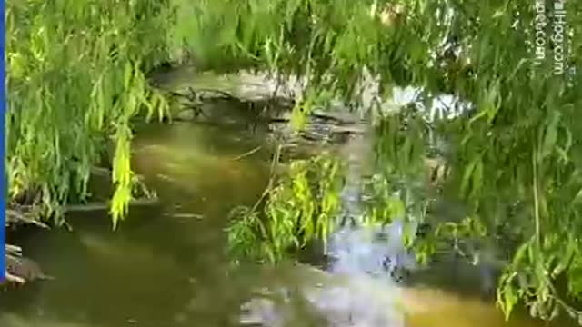 Fisherman attempts to catch 150-pound fish