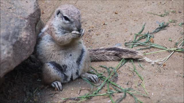 Two beautifuls squirrel eat and play in the forest