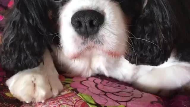 Marty loves her lullabies