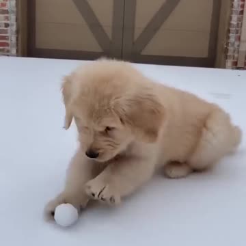 Cutest Golden Retriever EVER!!!!
