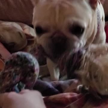 Feisty Frenchie loves playing with rope toy