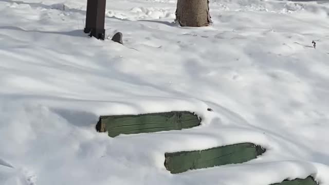 a puppy excited on a snowy day-2