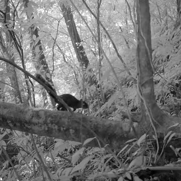 Ultimate Wild Animals Collection in 8K ULTRA HD / 8K TV