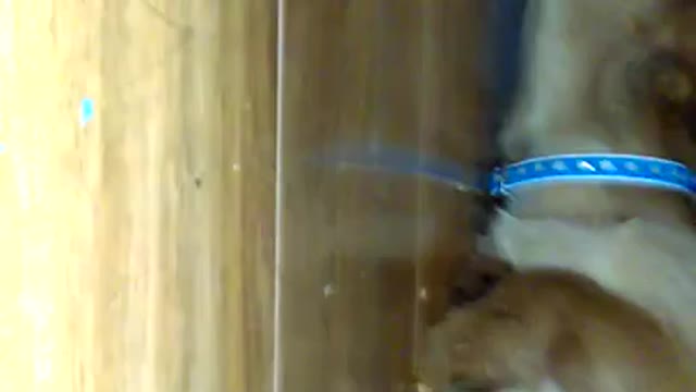 Dog Goes under Cabinet to Eat Peanut Butter