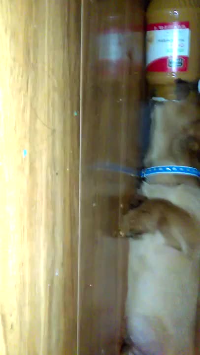 Dog Goes under Cabinet to Eat Peanut Butter