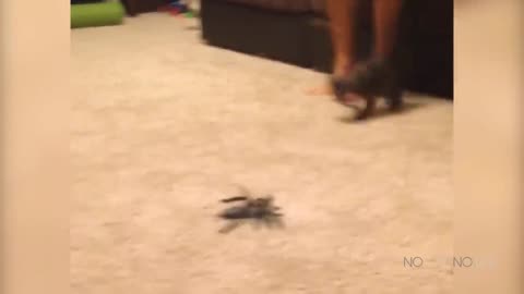 Scared cats compilation