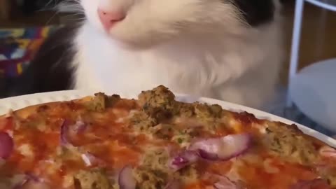 Cat Loves His Pizza! | Funny Cats