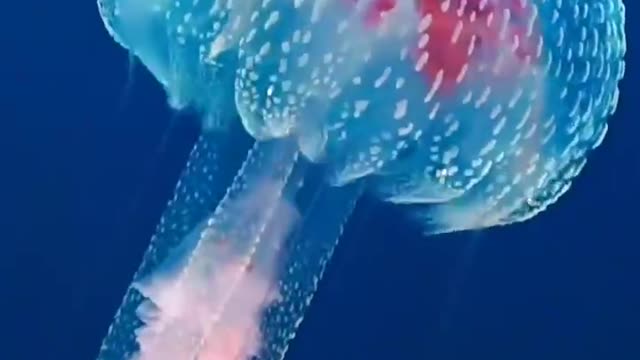 Beautiful jellyfish