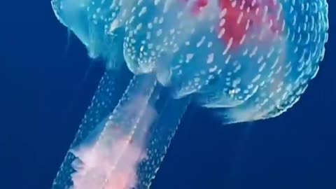 Beautiful jellyfish