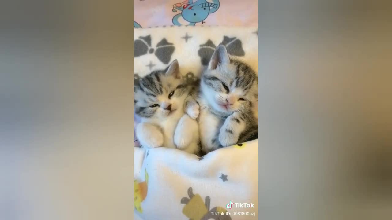 CUTE CAT VIDEOS PART 3!!! WILL MADE YOUR DAY.