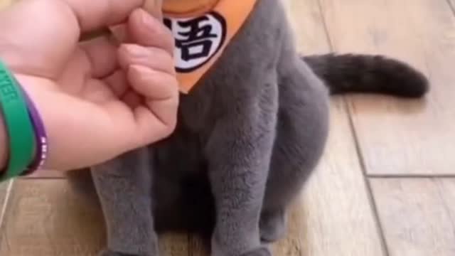 cat pranked dog funny