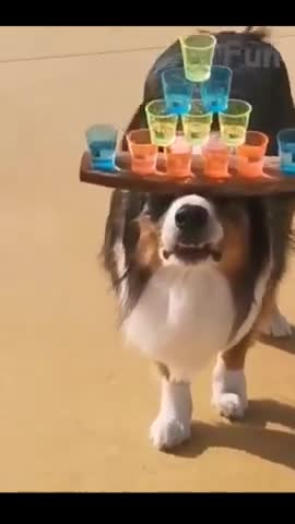 Watch the pets and their beauty 😍 😘