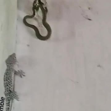 Gecko Vs Snake