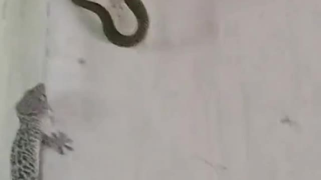 Gecko Vs Snake