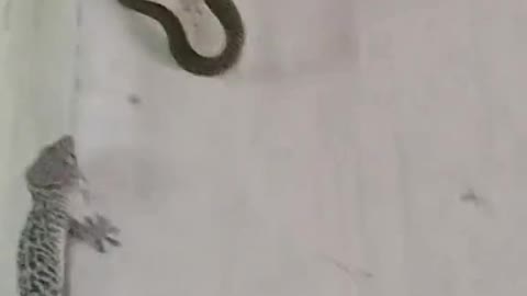 Gecko Vs Snake