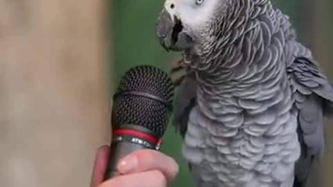 Smarty parrot