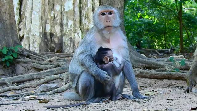 Funny animal # baby monkey #81# love animals