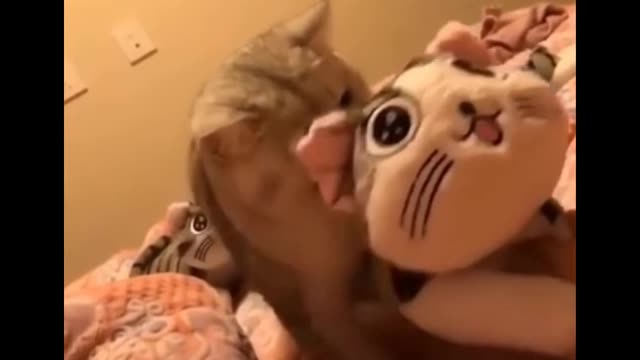Funniest Cats 😹 - Don't try to hold back Laughter 😂 - Funny Cats Life