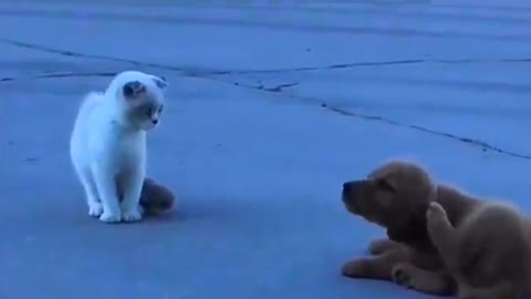 Dog tries not to look like a stalker