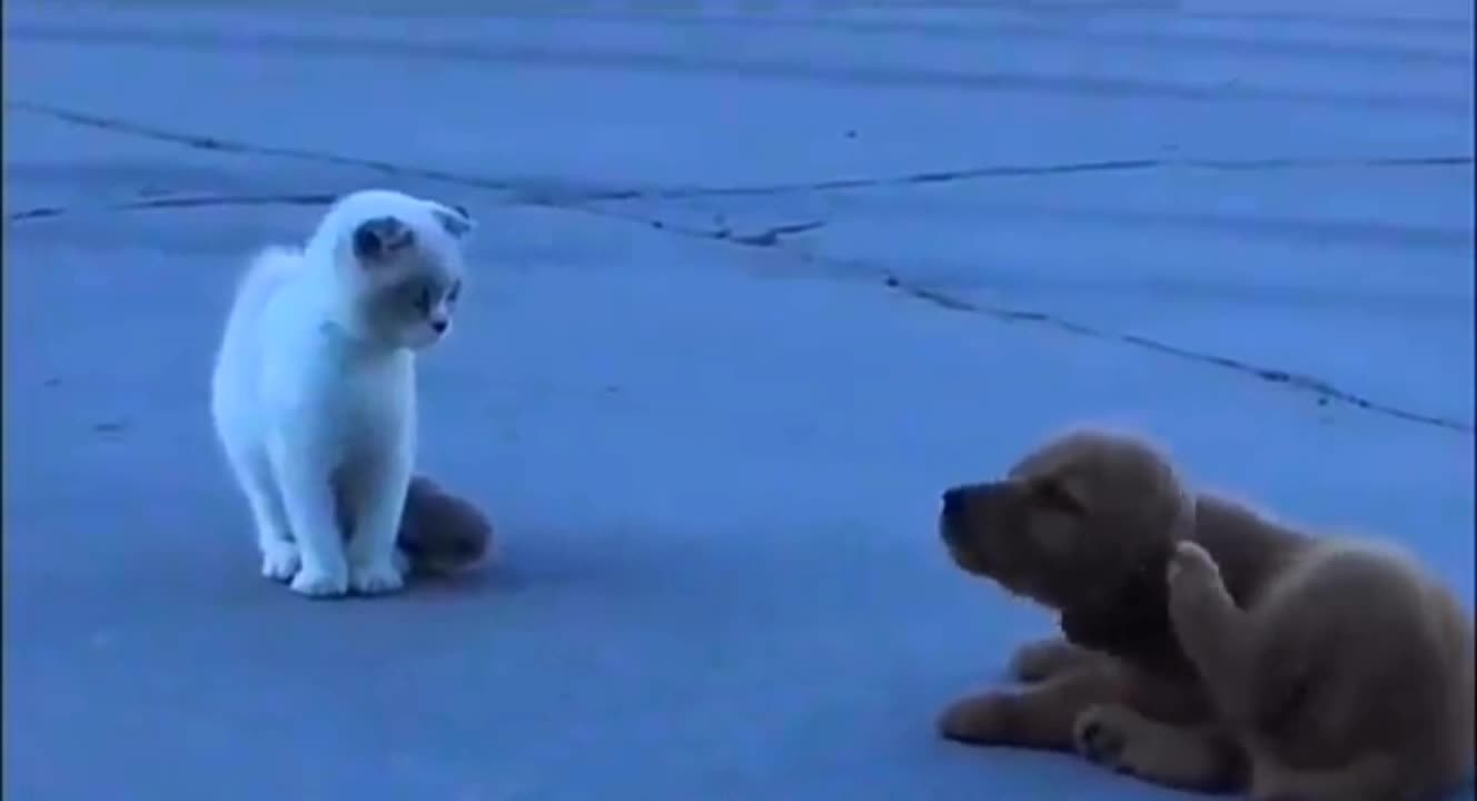 Dog tries not to look like a stalker