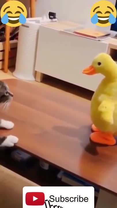 Cutest cat funny dog and cat cute animal video compilation