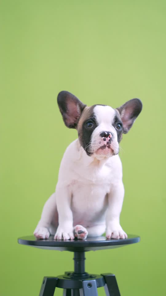 How do you know when your dog is happy?