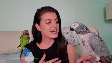 6 WAYS HOW TO TEACH PARROT TO SPEAK