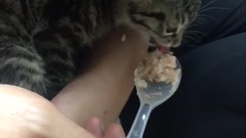 First meal for a kitten (baby cat)