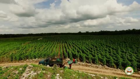 Awesome Agriculture Technology - Garlic, Red beet, Bitter Melon Cultivation Farming and Harvest