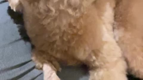 Angry dog (slow version)